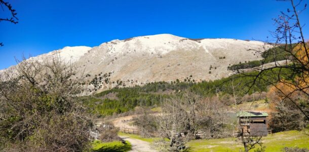 Madonie, un parco distrutto da cinghiali e mala politica